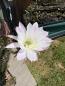 Preview: Echinopsis hybr. lila
